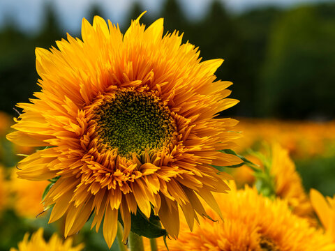 八重ひまわり の画像 360 件の Stock 写真 ベクターおよびビデオ Adobe Stock