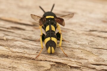 Dorsal closeup on colorful yellow black parasitic wasp, Leucospis dorsigera with folded ovipository