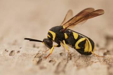 Closeup on a colorful yellow black parasitic wasp, Leucospis dorsigera which parasites solitary bees