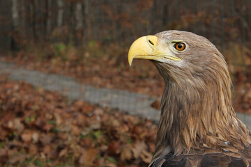 Adult White-tailed eagle portrait in profile in the wild Scientific name: Haliaeetus albicilla, also known as the ern, erne, gray eagle, Eurasian sea eagle, white-tailed sea-eagle close-up