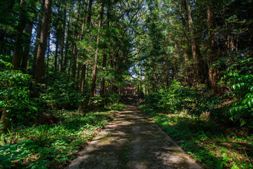 Fototapeta premium path in the forest