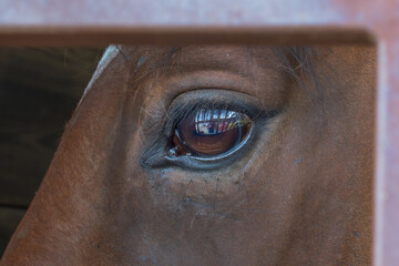 A close up of the eye of a horse.  The Brown eye of the horse looks deeply and soulfully at the...
