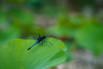 dragonfly on a green leaf