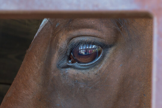 A close up of the eye of a horse.  The Brown eye of the horse looks deeply and soulfully at the photographer, which can be seen in the reflection.  County Fair in NE PA.