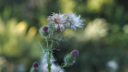 Chardon sauvage, graines de chardon en été