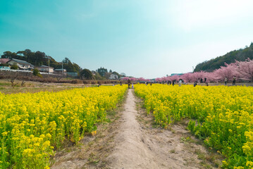 rapeseed field in spring