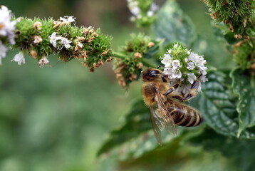 Biene auf einer Minzblüte