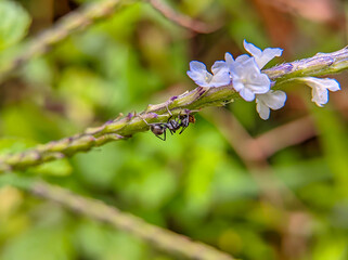 macro photo of a black ant on a branch with a white flower in bloom