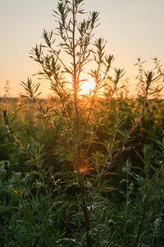 Vertical shot of bright sun shining behind Bassia scoparia plant in the field