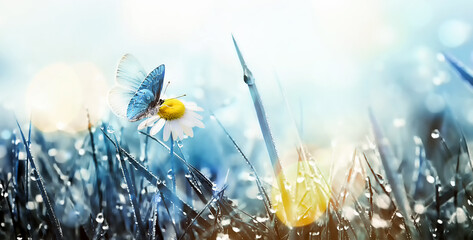 Wild daisy flower and butterfly in the meadow.