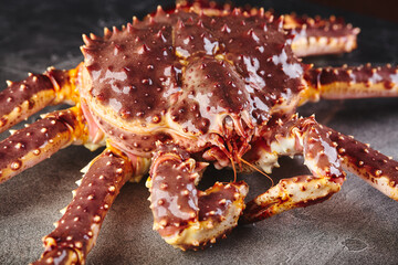 Live king crab on gray background close-up