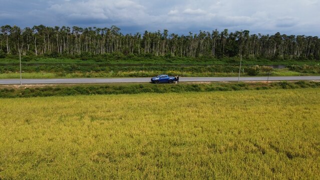 Scenic Shot Of A Paddy Field Next To The Road With A Blue Car On It