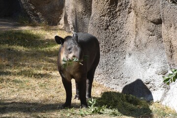 Closeup shot of a Mountain tapir eating a branch with leaves