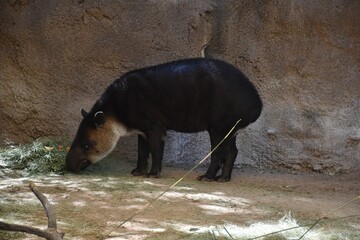 Closeup Shot Mountain Tapir