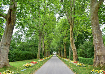 Alley in the woods in Germany