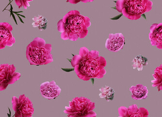 Flower pattern of pink and white peony flowers, branches and leaves petals on mauve background....