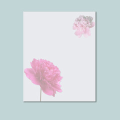 Beautiful fresh pink peony flowers in full bloom on light blue background. Floral flat lay, top view. Copy space for text. Mother's day or Valentine's day card design