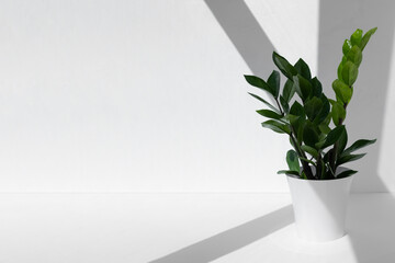 Home plant zamioculcas plant in a white pot on a light background. Home gardening concept. Houseplants in a modern interior.