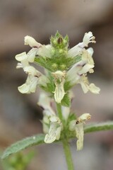 Vertical closeup on the white flowers of the stiff hedgenettle, Stachys recta