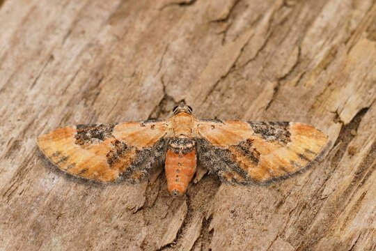 Closeup on a small colorful Toadflax Pug geometer moth, Eupithecia linariata sitting with open wings