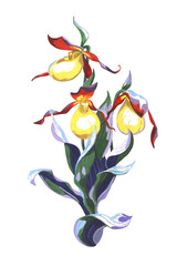 Yellow Lady Slipper or Cypripedium calceolus, a terrestrial wild orchid on white background. Hand drawn illustration - 524068542