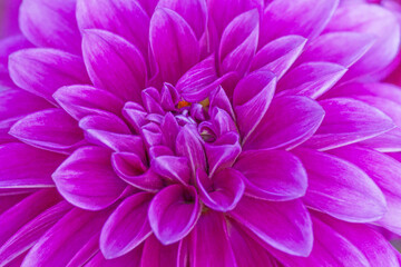 close up of purple chrysanthemum