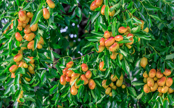 Sweet jujubes grow on jujube tree. Ripe date fruits in autumn season.