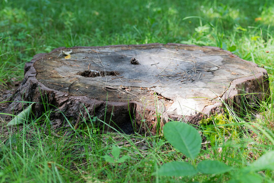 Blurred image of a stump on a background of grass on a summer day.