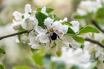 Closeup of a bee on a white cherry blossom in the pollination process