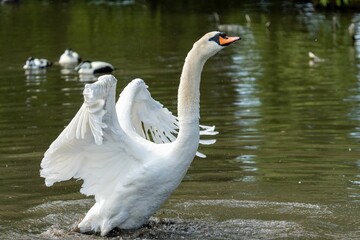 Beautiful elegant white swan preparing for flight from a lake