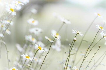 Closeup shot of blooming wild daisies on a field © Lisa Gray/Wirestock Creators