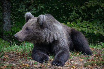 Fototapeta na wymiar Bear in the woods