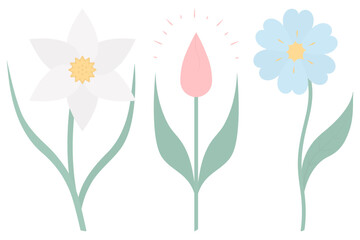 Flowers. Set of vector illustrations. Narcissus, tulip, cornflower. Delicate plants with green leaves. Flowering plants with a yellow heart. Flat style. Isolated background. Idea for web design