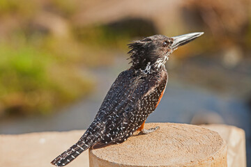 Giant Kingfisher (Megeceryle maximus) 14863