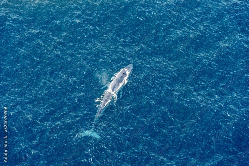 Wall mural Top view of a Blue Whale on the surface of the sea