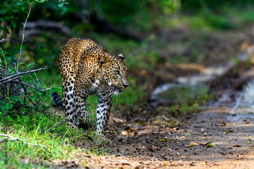 Wall mural Wild Sri Lankan Leopard hunting for its prey in the wilderness