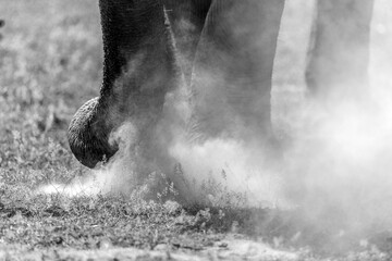 Running Sri Lankan Elephant on a field in grayscale