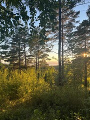 Fototapeta premium autumn in the forest