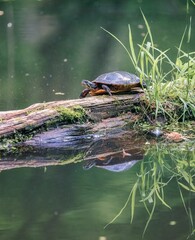 Beautiful pond slider turtle on a wooden surface in the lake