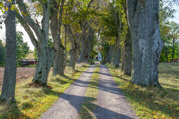 Tree lined gravel road to a house in the countryside