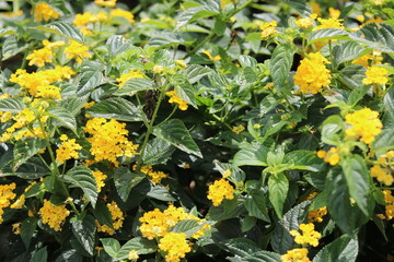 West Indian Lantana, colorful lantana camara in yellow color. Floral natural background