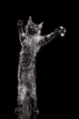 Maine Coon Kitten on a black background. striped cat portrait in studio