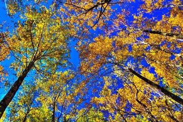 Trees - Sky Meadows State Park, Virginia