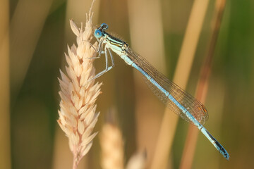 Dragonfly on a dried plant 