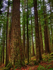 Fototapeta na wymiar Trees - Mt Hood Area, Oregon