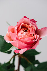 Beautiful single pink rose flower on the grey wall background, close up view
