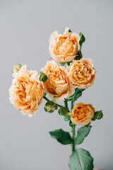Beautiful single tender orange peach coloured multi headed rose flower on the grey wall background, close up view