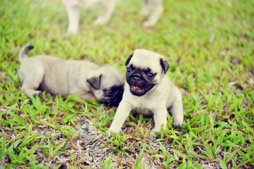 Cute puppy brown Pug playing in garden