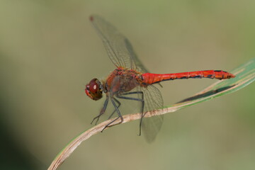 Close-up of a red dragonfly on a dry leaf. Eyes and wings details