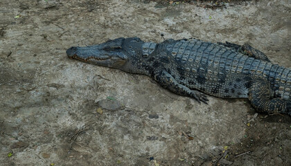 Crocodile sleeping on the ground, looking sideways. Crocodile skin is rough, uneven skin.